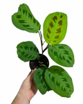 Maranta Leuconeura 'Green' | Prayer Plant