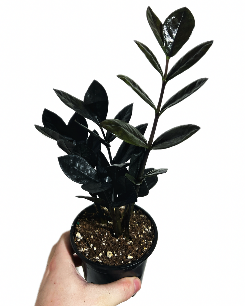 plante zz temperature Zamioculcas Zamiifolia 'Raven'