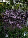 Tradescantia Multiflora 'Purple Bridal Veil'