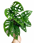 Monstera Adansonii | Monstera 'Swiss cheese'