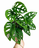 Monstera Adansonii | Monstera 'Swiss cheese'