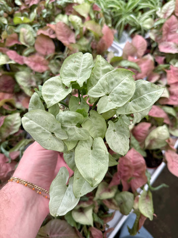Syngonium 'Silver Pearl'