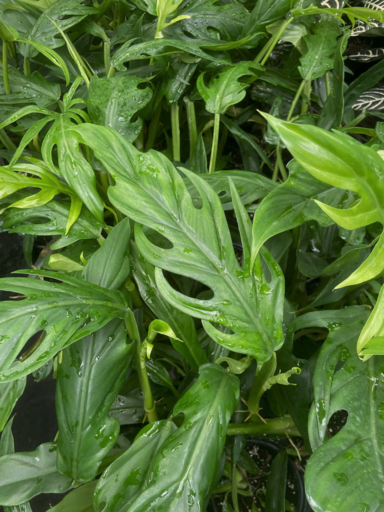 philodendron friedrichsthalii Philodendron Elegans