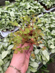 Oxalis Spiralis 'Aurea'