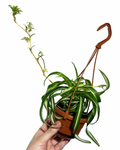 Chlorophytum Comosum Variegata 'Curly' | Plante-araignée