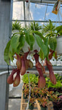 Népenthès 'Alata' | Pitcher Carnivorous Plant