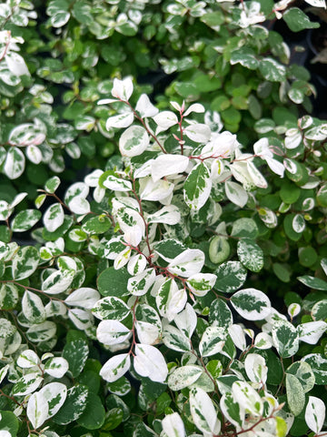 Breynia Disticha 'Snow Bush'