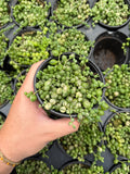 Senecio Rowleyanus Variegata | String of Pearls variegated