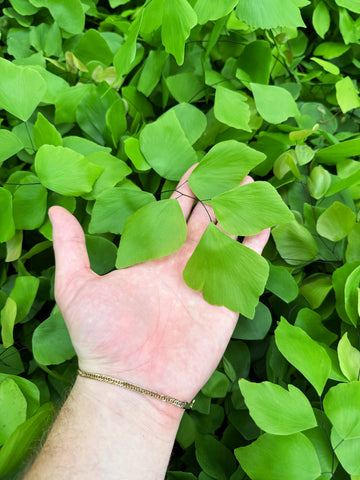 Adiantum Peruvianum | Silver Dollar Fern