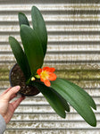 Clivia