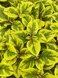 Plectranthus Ciliatus 'Troy's Gold'