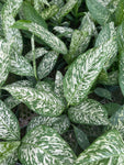 Dieffenbachia 'Rudolph'