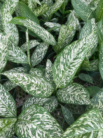 Dieffenbachia 'Rudolph'