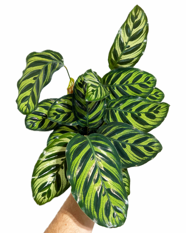 Calathea Makoyana 'Peacock'