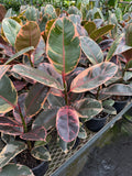 Ficus Elastica 'Ruby' | Ficus Caoutchouc