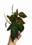 Philodendron 'Micans' | Philodendron Hederaceum 'Micans'
