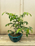 Ficus Benjamina Bonsai