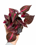 Iresine Herbstii 'Rich Red Star'