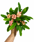 Euphorbia Milii 'Pêche' | Couronne d'épines