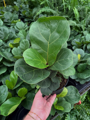 Ficus Lyrata | Fiddle Leaf Fig