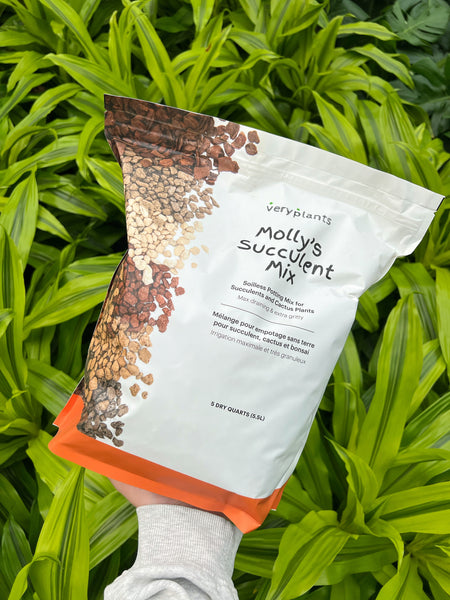 Molly's Succulent Mix – Végétal Design Qc