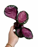 Calathea Roseopicta 'Purple Rose'