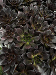 Echeveria Affinis | Black Echeveria