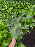 Platycerium Angolense | Platycerium Elephantotis