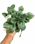 Peperomia Caperata 'Frost'