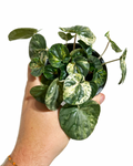 Peperomia Caperata 'Variegata'