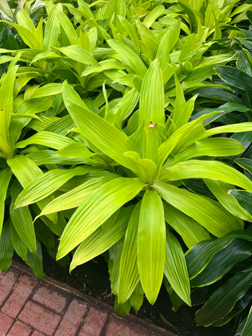 Dracaena 'Limelight'