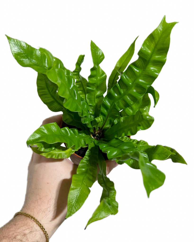 crispy bird's nest fern Asplenium Nidus 'Crispy Wave'