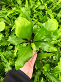 Asplenium Nidus | Fougère Nid d’oiseau
