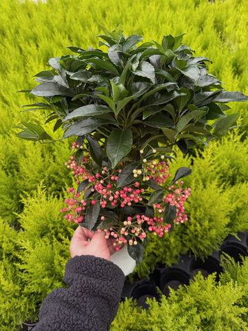 Ardisia Crenata 'Coral Berry'