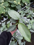 Philodendron Hastatum | Philodendron 'Silver Sword'