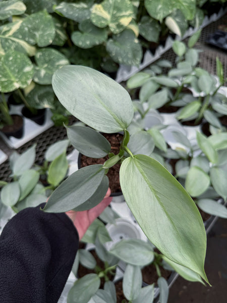 philodendron silver sword narrow form Philodendron 'Silver Sword'