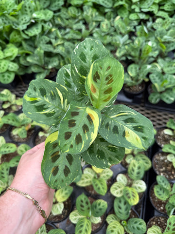 Maranta Leuconeura Variegata