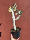 Euphorbia Lactea 'White Ghost'