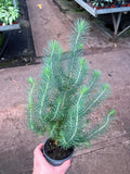 Pinus Pinea 'Silver Crest'