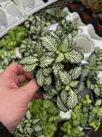 Fittonia Albivenis 'White Anne'