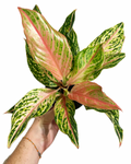 Aglaonema 'Sparkling Sarah'