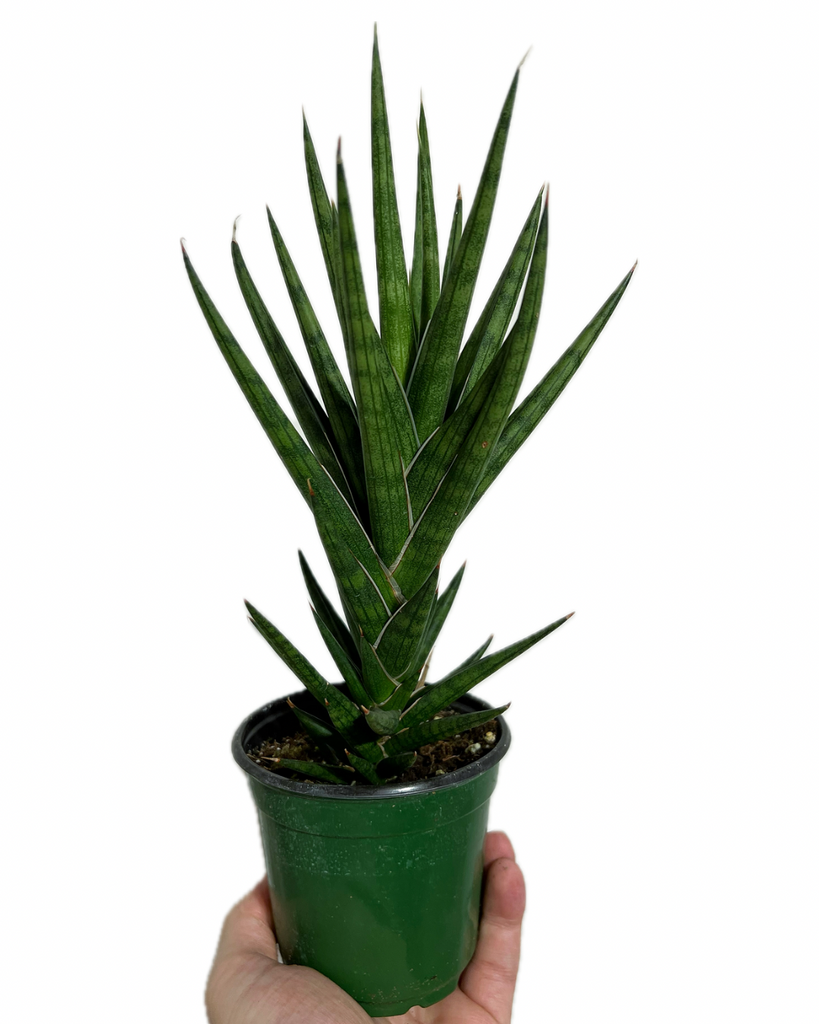 plante sansevieria Sansevieria 'Francisii Spiky'