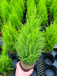 Cupressus macrocarpa 'Goldcrest' | Cypress 'Goldcrest'