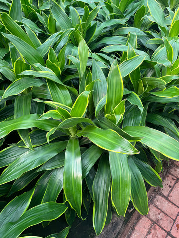 Dracaena 'Dorado'