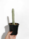Euphorbia Lactea 'White Ghost'