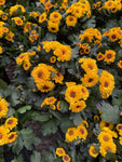 Chrysanthemum 'Jaune'