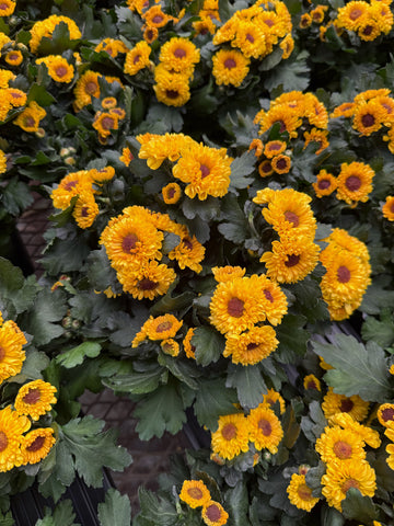 Chrysanthemum 'Jaune'