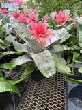 Aechmea Fasciata | Bromeliacé | Vase d'argent