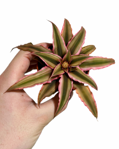 Cryptanthus  Bivittatus 'Pink Starlite' | Plante étoile de mer