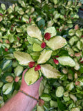 Hoya Australis 'Lisa'